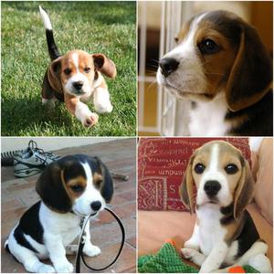 Preciosos Cachorros Beagles