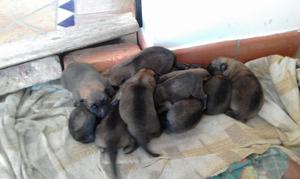 Se Venden Cachorros