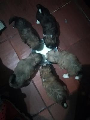 Se Venden Hermosos Cachorros Shitzu