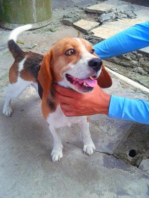 Tengo Un Beagle a La Venta