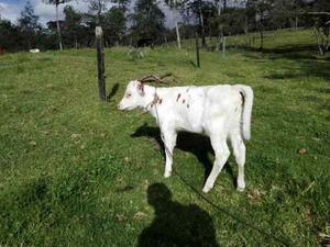Ternera Ayrshire Hija De Vaca Y Toro Registrados