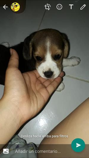 Ultima Cachorra Beagle