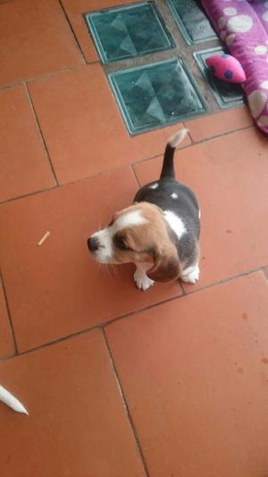 Vendo Hermosas Cachorritas Beagle