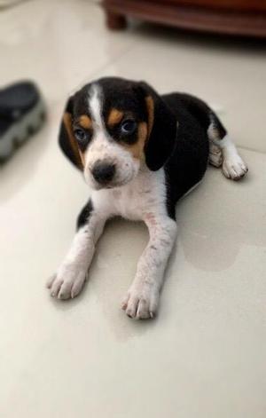 Vendo Hermoso Beagle Macho