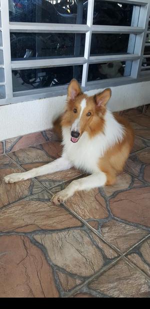 Vendo Pastor Collie