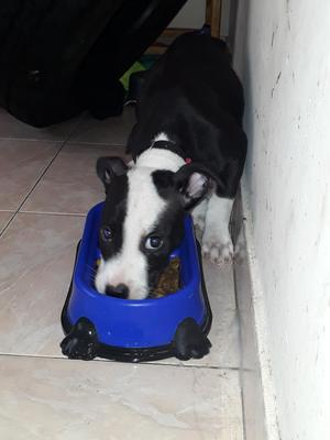 Vendo Perrita Pit $250 