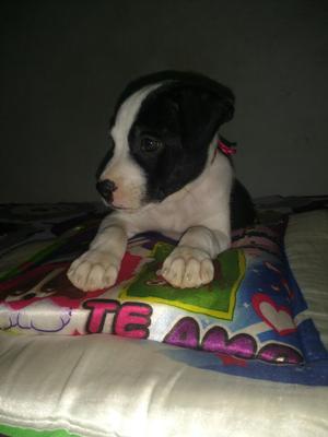 Vendo Perrita Pitbull 100 Original