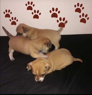 Vendo Perritos Chihuahua