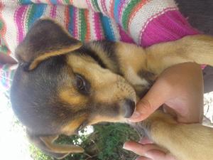 cruze de rottweiler con labrador