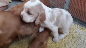 hermosos cachorros cocker spaniel