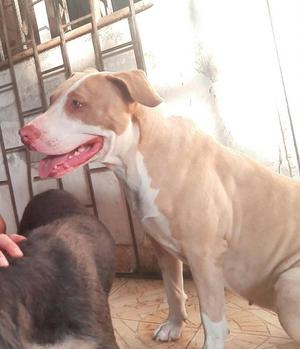 perrita pitbull en adopcion