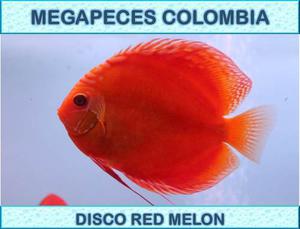 Pez Disco Red Melon Descarte De 3cm Para Acuario O Pecera