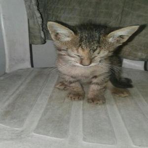 Adopción Gatos - Armenia