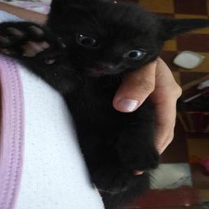 Adopta Un Gatito! - Barranquilla