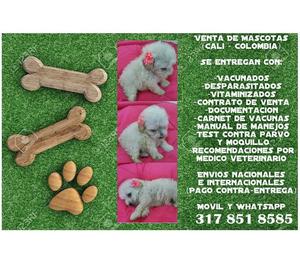 Cachorritos de raza french poodle mini toy en venta