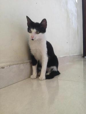 Cali Adopcion Gatito 5 Mese Macho Casero - Cali