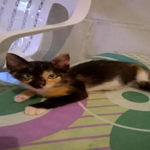 GATICA EN ADOPCION - Armenia