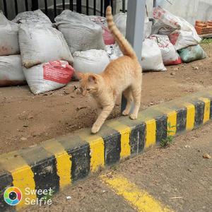 Gatito Amarillo en Adopcion - Bucaramanga