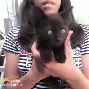 Gatito Negro en Adopcion - Bucaramanga
