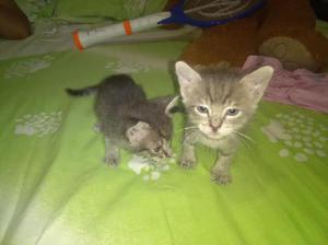 Gatitos en Adopción con Comida - Palmira