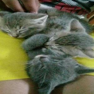 Gatitos en Adopcion - Palmira