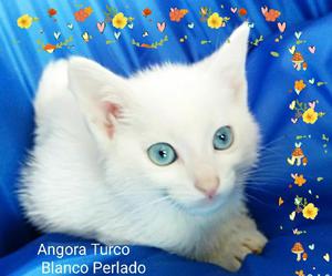 Gatos Angora Turco Blancos - Manizales