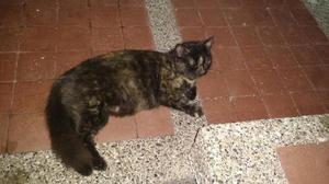 Gatos en Adopcion - Barranquilla