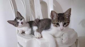 Hermosos Gatitos Se Dan en Adopción - Bucaramanga