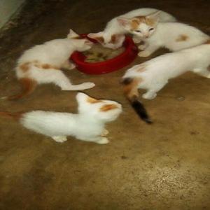 Hermosos Gatitos en Adopcion - Barranquilla