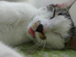 Se Dan Adopcion Gatos - Buga