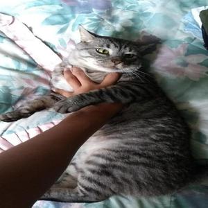 Vendo Gato - Ibagué