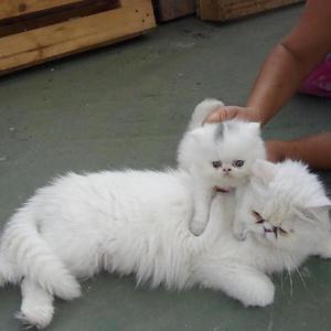 vendo hermoso gatos persa - Funza