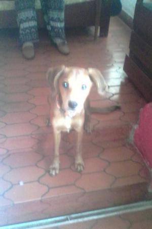 Adopcion Perrita