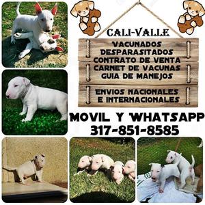 Bullterrier para la venta garantizados