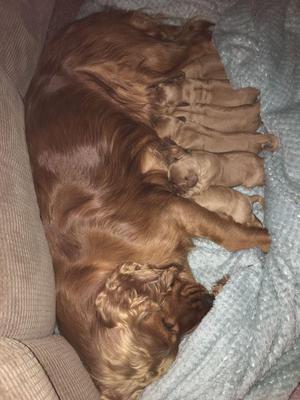 COCKER SPANIEL INGLES