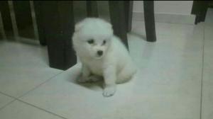 Cachorrita Samoyeda