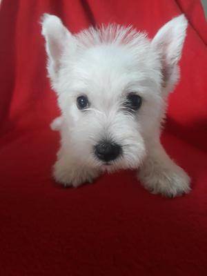 Cachorrita Westy Unica Disponible