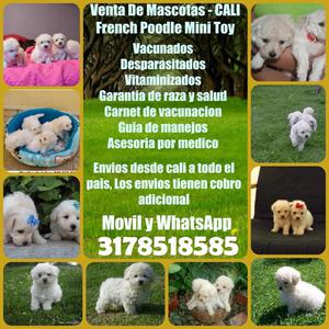 Cachorritos french poodle min toy finos