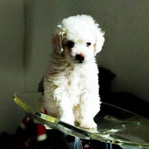 Cachorro Mini Toy, French Poodle, Macho.
