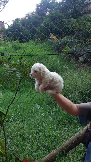 Cachorro mini toy blanco disponible en copacabana