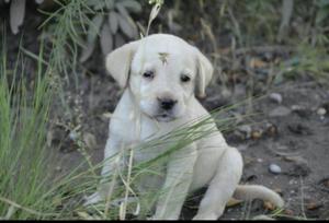 Cachorros Labrador Dos Meses