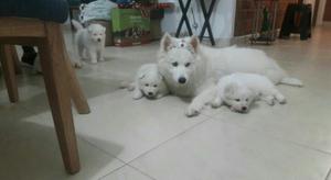 Cachorros Samoyedo