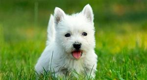 Cachorros West Highland white terrier 100 raza