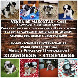 Cachorros shih tzu disponibles