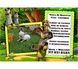 En venta cachorros chihuahua puros