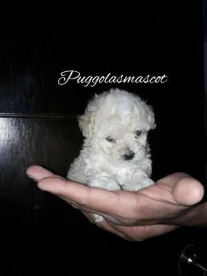 French Poodle Mini