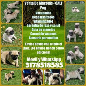 Geniales y juguetones cachorros pug carlinos