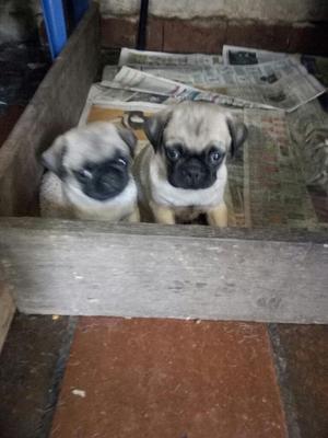 Gran Calidad Hermosos Pug Carlinos