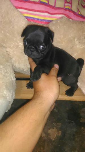 Hermosa Pug Negra De,alta Pureza