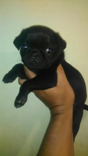 Hermosa Pugnegra Super Bellisima